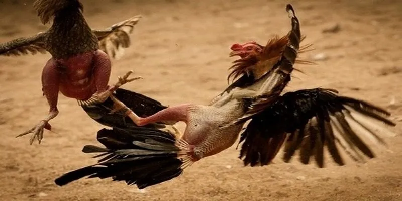 Tìm hiểu luật chọi gà mới nhất tại Thomo